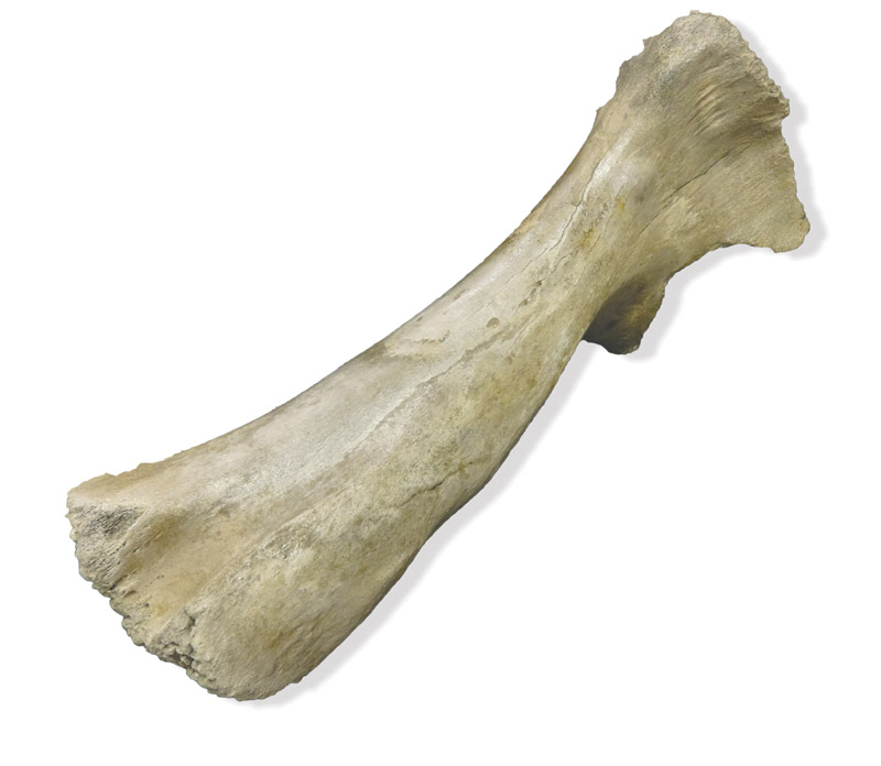 bone.jpg